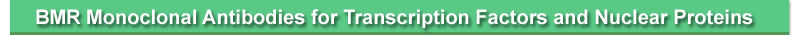 BMR Monoclonal Antibodies for Transcription Factors and Nuclear Proteins